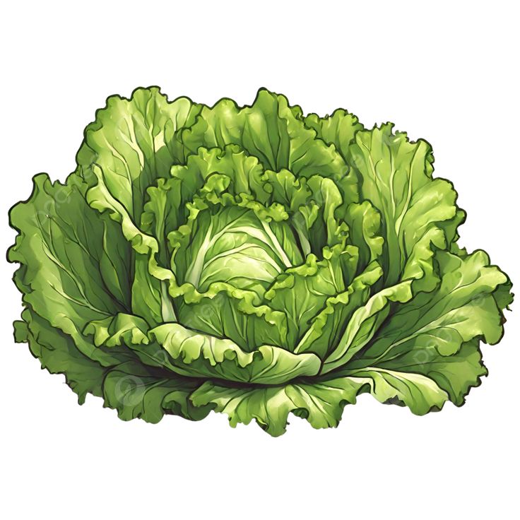 Lettuce